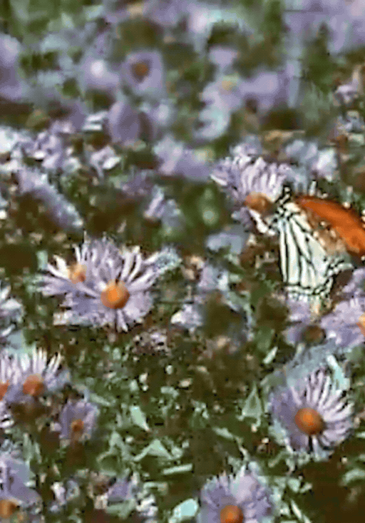 Reverie: The Path to Joy